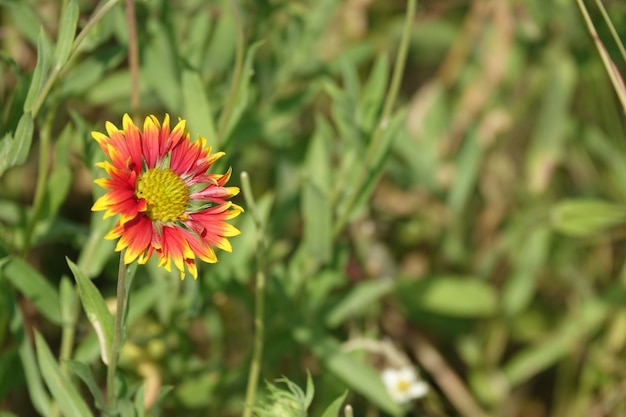 Free Photo orange flower with yellow edges