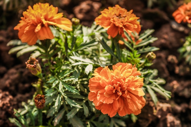 Orange flower