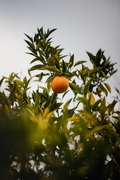 Free photo orange fruit on green plant