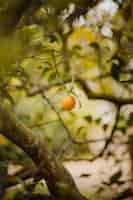 Free photo orange fruit on tree branch