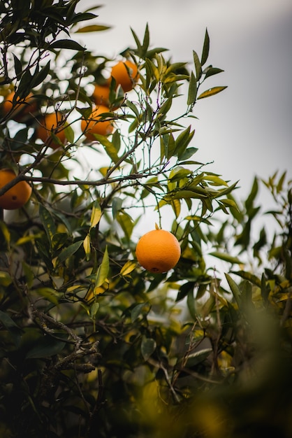 Orange fruit on tree during daytime