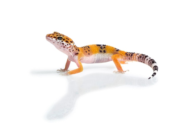 Free Photo orange gecko lizard on white background