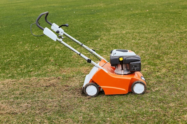 Orange grasscutter standing on ground on green grass