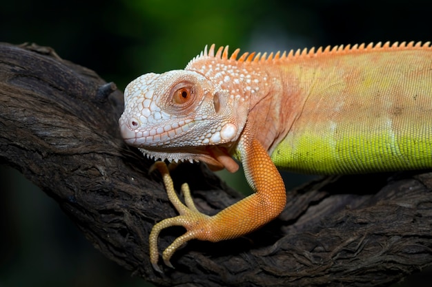 Free photo orange iguana closeup face on branch