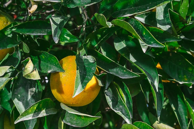 Free Photo orange among the leaves on a tree branch harvesting citrus fruits selective focus on the orange idea for a background or backdrop for advertising