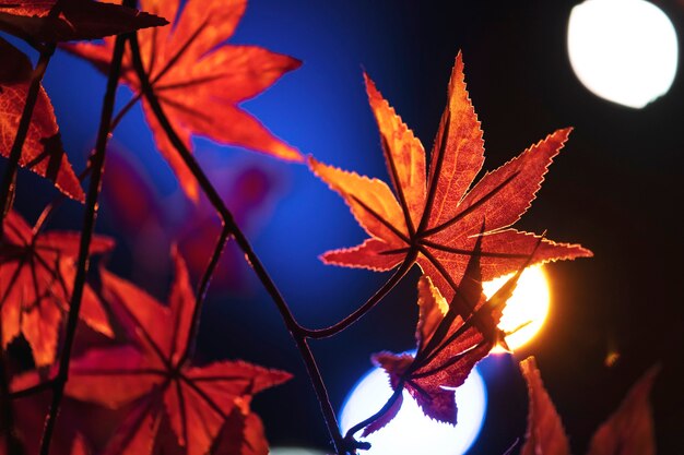 Orange maple leaves closeup