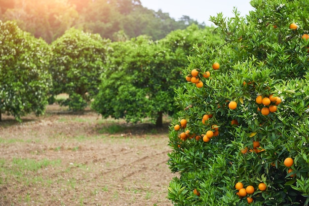 Free photo orange - orange tree orange park. beauty world