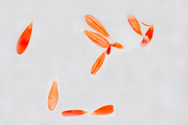 Free photo orange petals