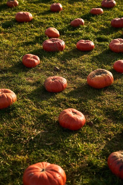 Orange pumpkins in pumpkin patch in october view from above of field of many pumpkins on warm sunny