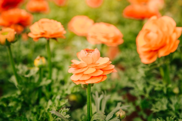 Free photo an orange ranunculus flower growing in a field on a sunny day