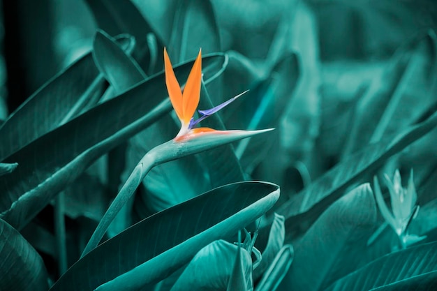 Orange strelizia on background of green tropical leaves Strelitizia Regiane Birds of Paradise Flower