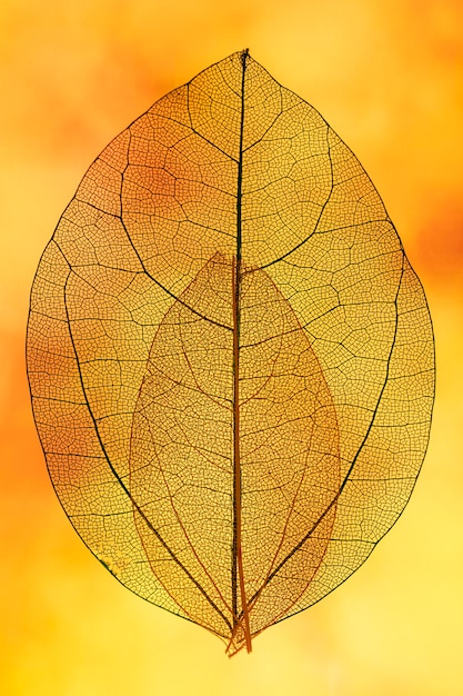 Orange transparent leaves with yellow backlight