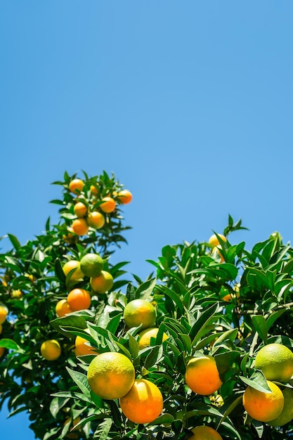 Orange tree with fresh ripe fruits against a bright blue sky harvesting citrus fruitsSelective focus vertical frame with space idea for a background