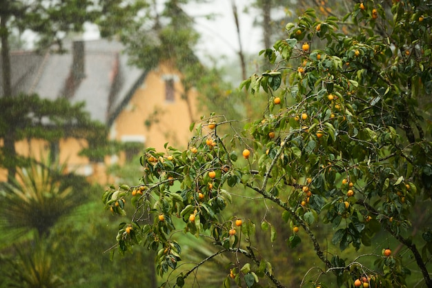 Free photo the orange tree with house at the background