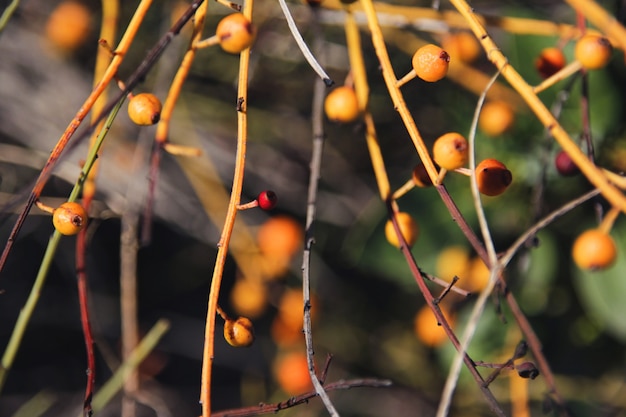 Free Photo orange tree