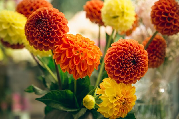 Orange and yellow dahlias flowers on a blurred background soft focus