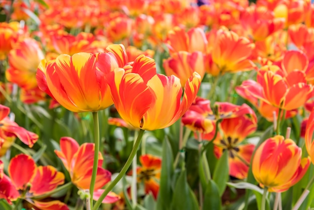 Free Photo orange yellow giant tulip in garden field