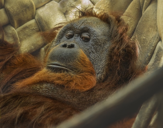 Free photo orangutang chilling out on a hammock