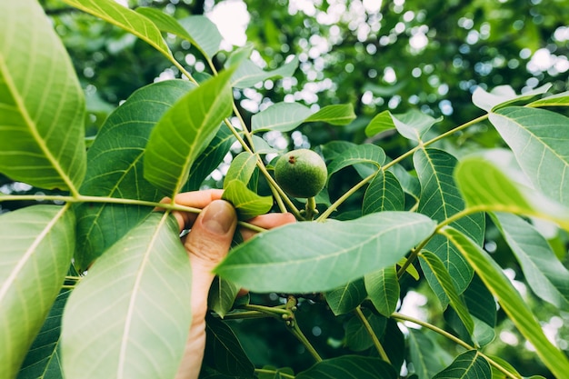 Orchard concept with hand and leaves