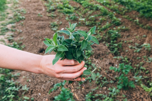 Orchard concept with hands holding bunch