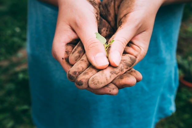 Free photo orchard concept with hands holding little plant