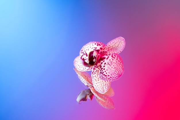 Orchid flower against gradient background