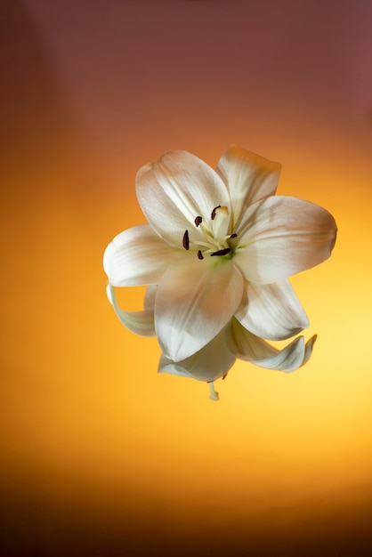 Orchid flower against gradient background