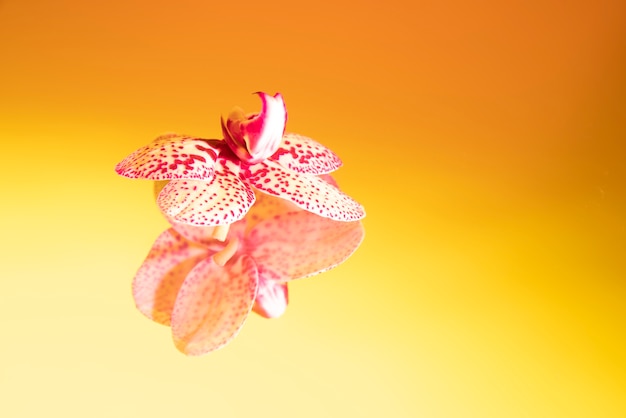 Free photo orchid flower against gradient background