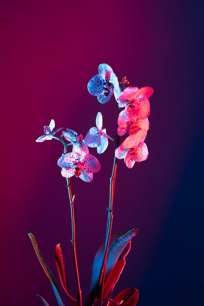 Orchid flower against gradient background