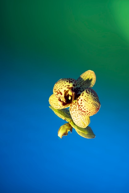 Free Photo orchid flower against gradient background