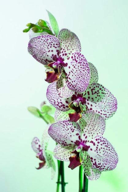 Free photo orchid flower against green background