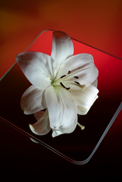 Orchid flower against mirror and gradient background