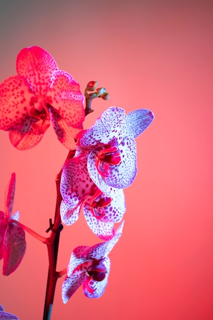 Orchid flower against pink background