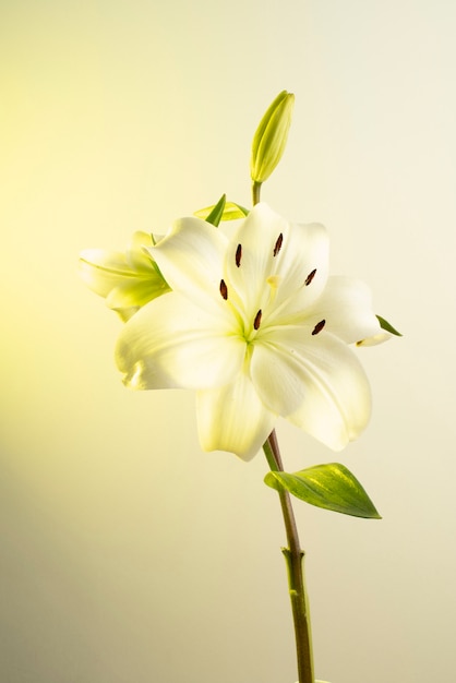 Free Photo orchid flower against yellow background