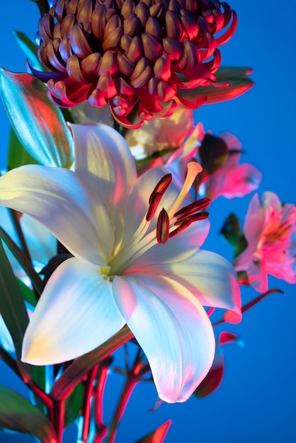 Orchid flower and chrysanthemum flower against blue background