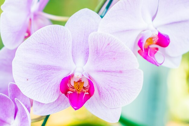 Orchid flower