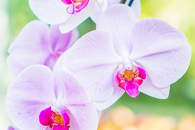 Orchid flower