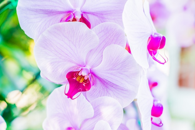 Orchid flower