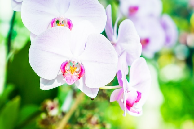 Orchid flower