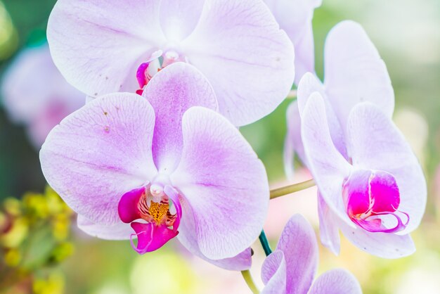 Orchid flower