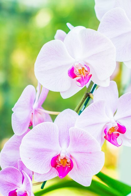 Orchid flower