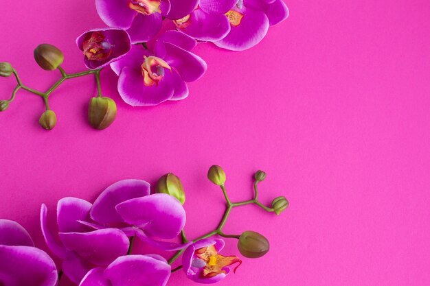 Orchid flowers on violet copy space background