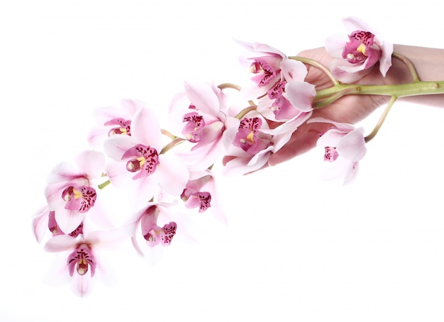 Free Photo orchid over white background