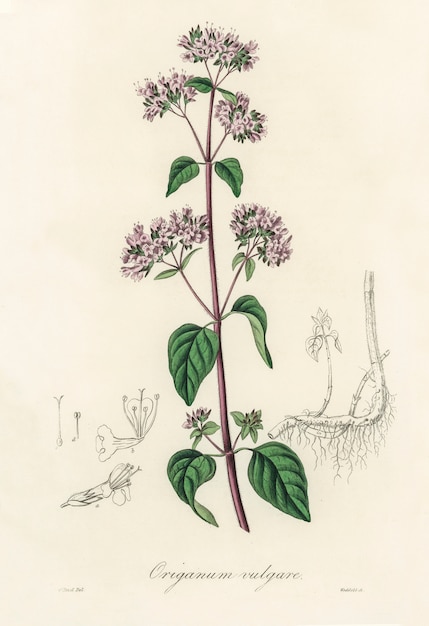 Oregano (Origanum vulgare) illustration from Medical Botany (1836) 