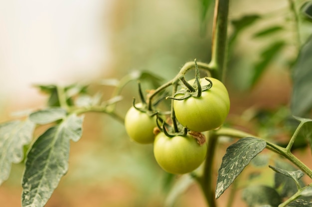 Free photo organic plant with unripe tomatoes