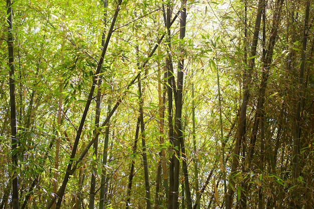 Oriental bamboo forest in daylight