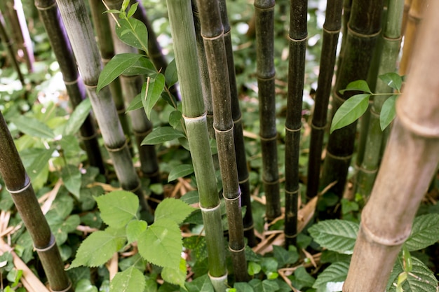 Free photo oriental bamboo forest in daylight