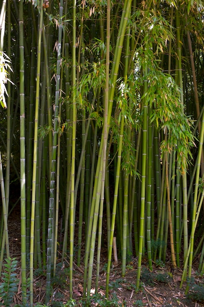 Oriental bamboo forest in daylight