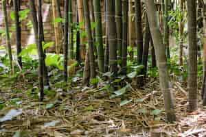 Free photo oriental bamboo forest in daylight