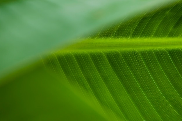 Ornament of bright leaf